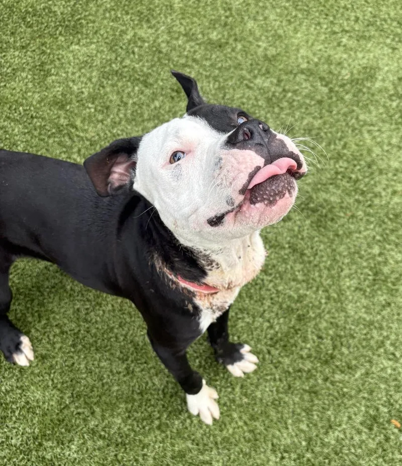 A baby medium-sized male American Bulldog dog named Kolb for adoption in Detroit, MI