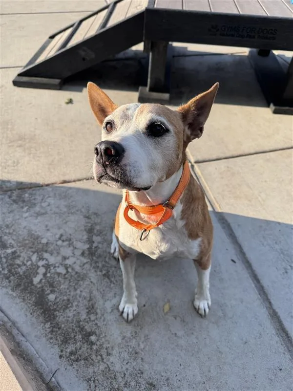An adult medium-sized female American Staffordshire Terrier dog named Nova for adoption in Elk Grove, CA