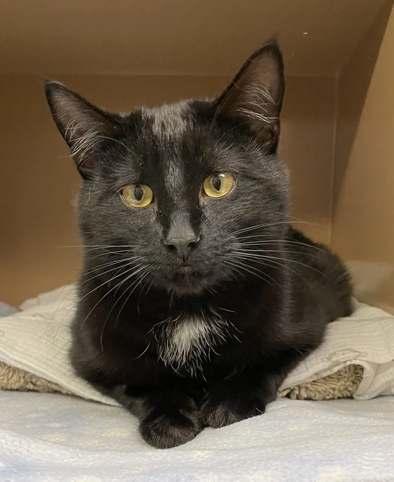 A young medium-sized male Black Domestic Short Hair cat named Taylor for adoption in Jackson, WY