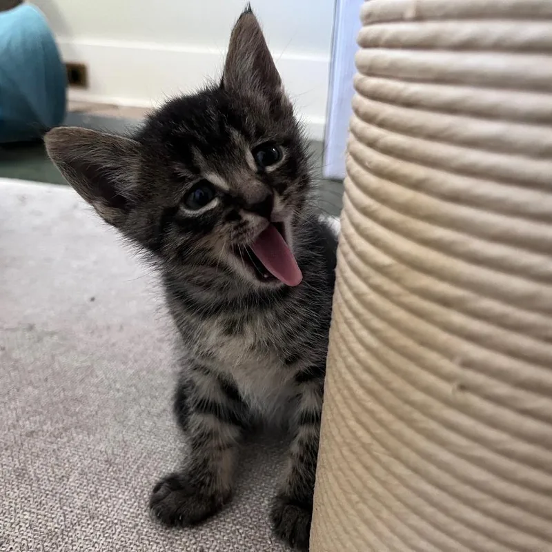 Kiki