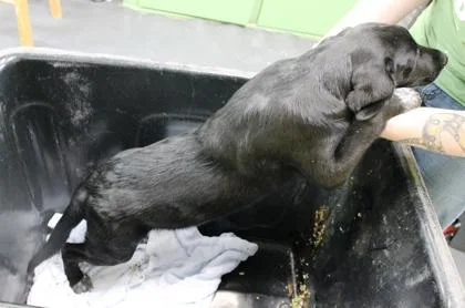 A baby large-sized male Labrador Retriever dog named Lip for adoption in Picayune, MS