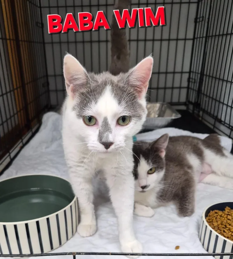 A baby medium-sized male Domestic Short Hair cat named Baba Wim for adoption in Rome, GA