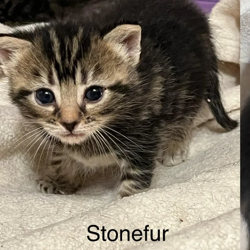 Stonefur