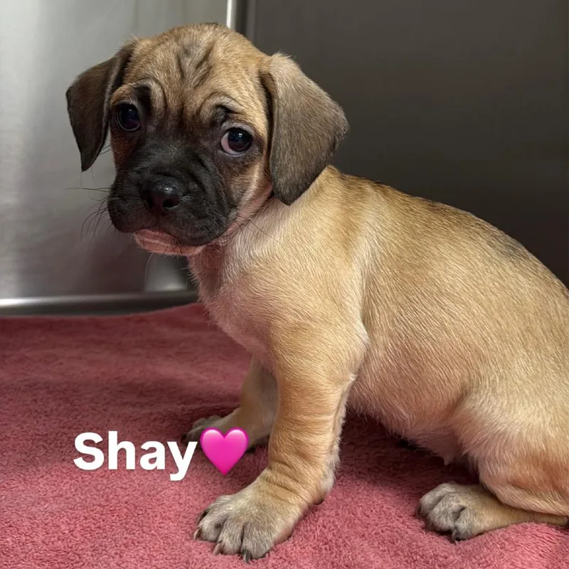 A baby small-sized female Pug dog named Shay A for adoption in Mission Hills, CA