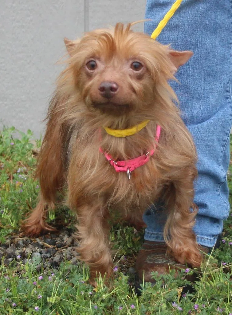 A senior small-sized female Yorkshire Terrier dog named Diva for adoption in Vacaville, CA