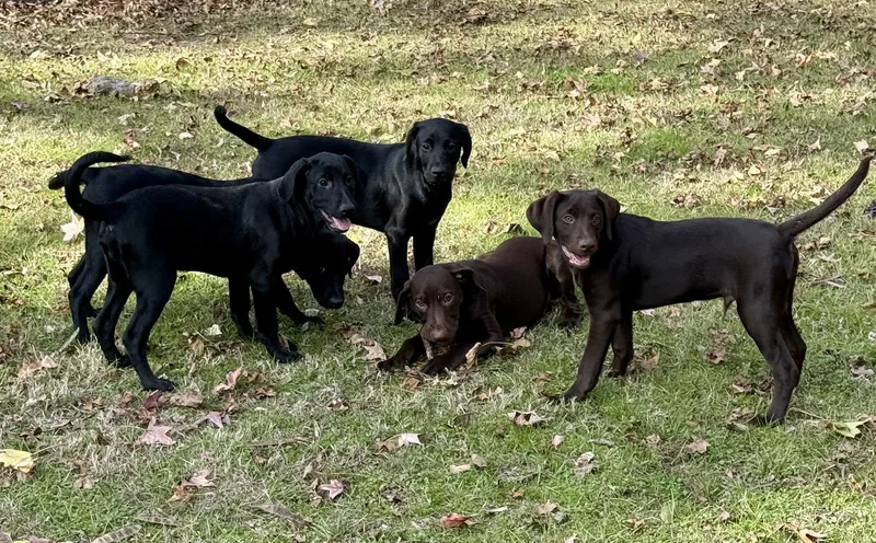 Marshall thumbnail 2