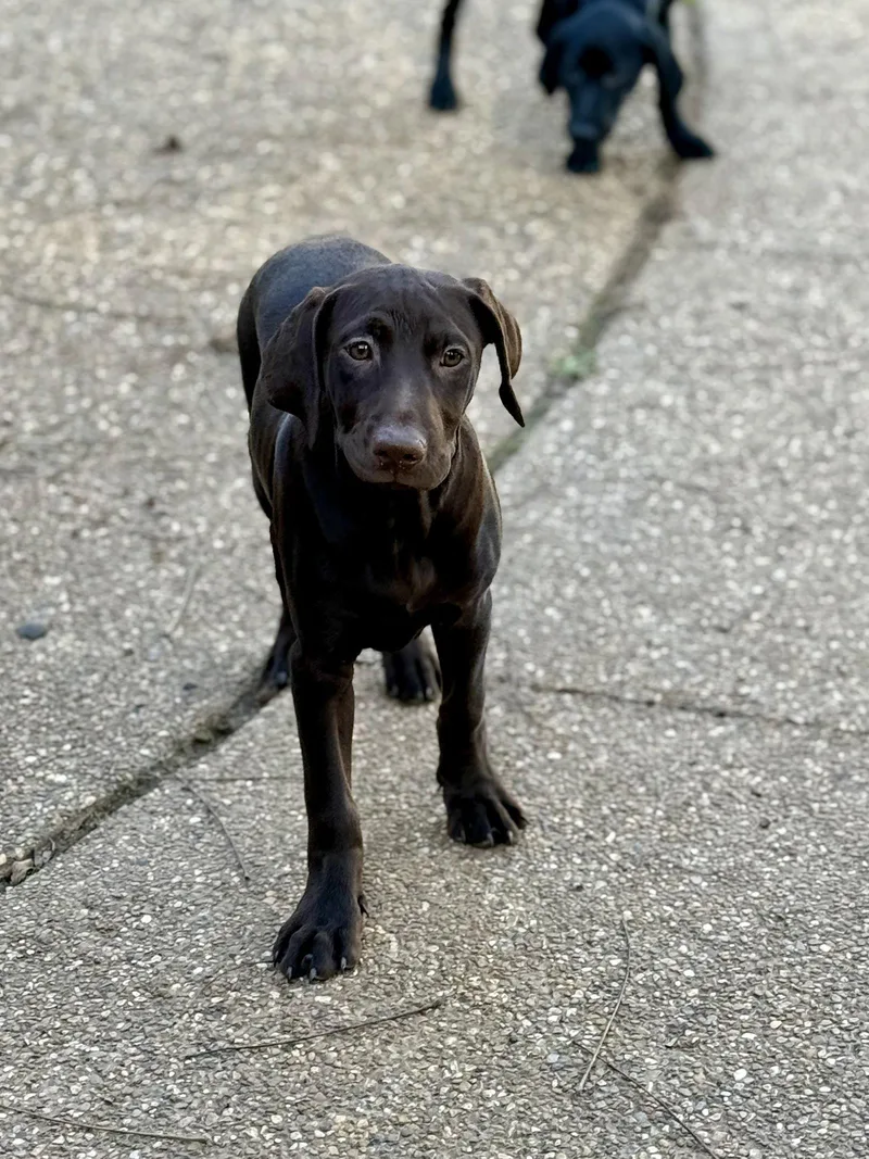 Marshall thumbnail 3