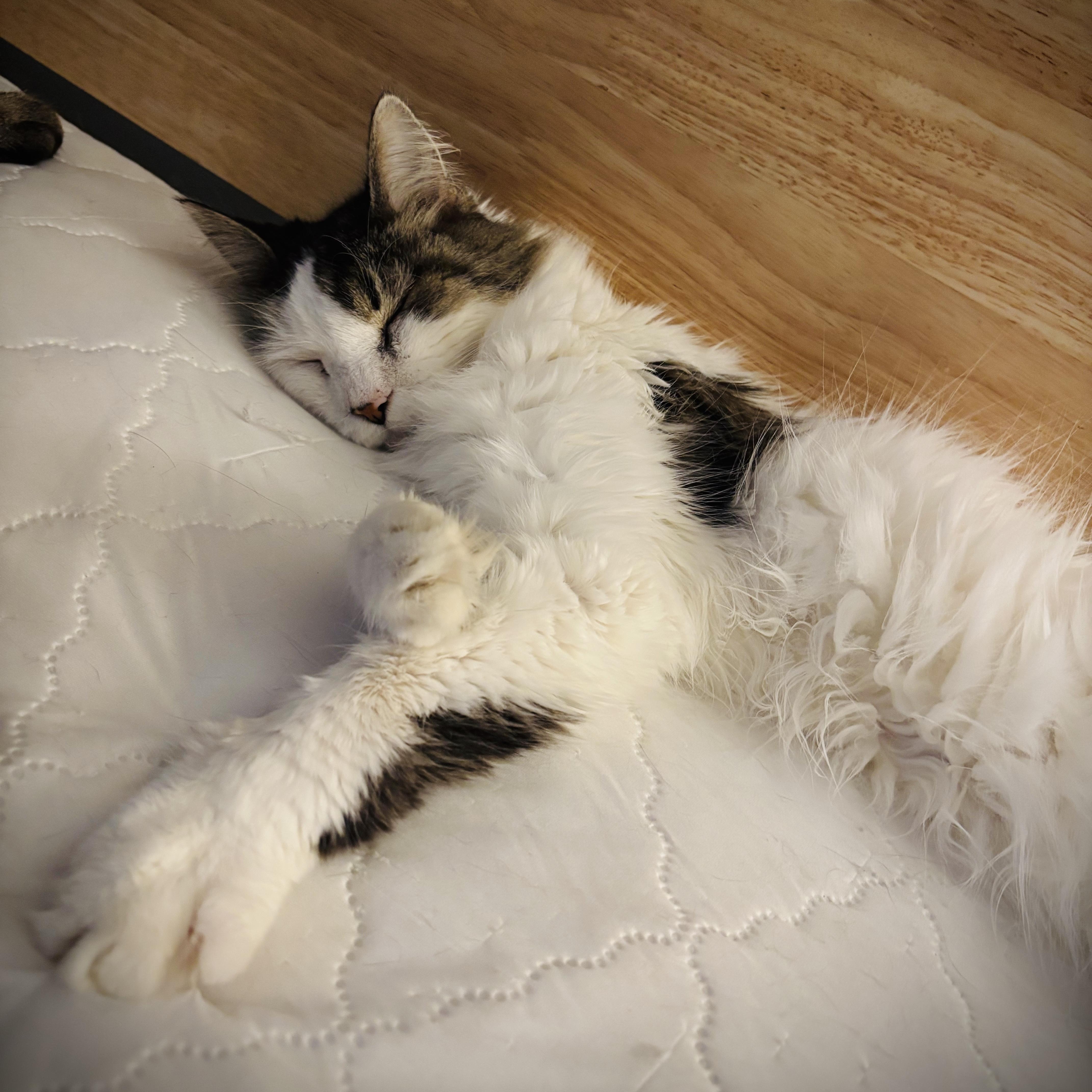A senior large-sized male Domestic Long Hair cat named Coda for adoption in Buffalo, NY