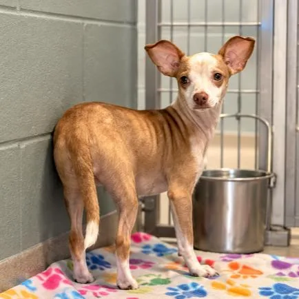 An adult small-sized female Chihuahua dog named Royal Flush for adoption in Buffalo, MN
