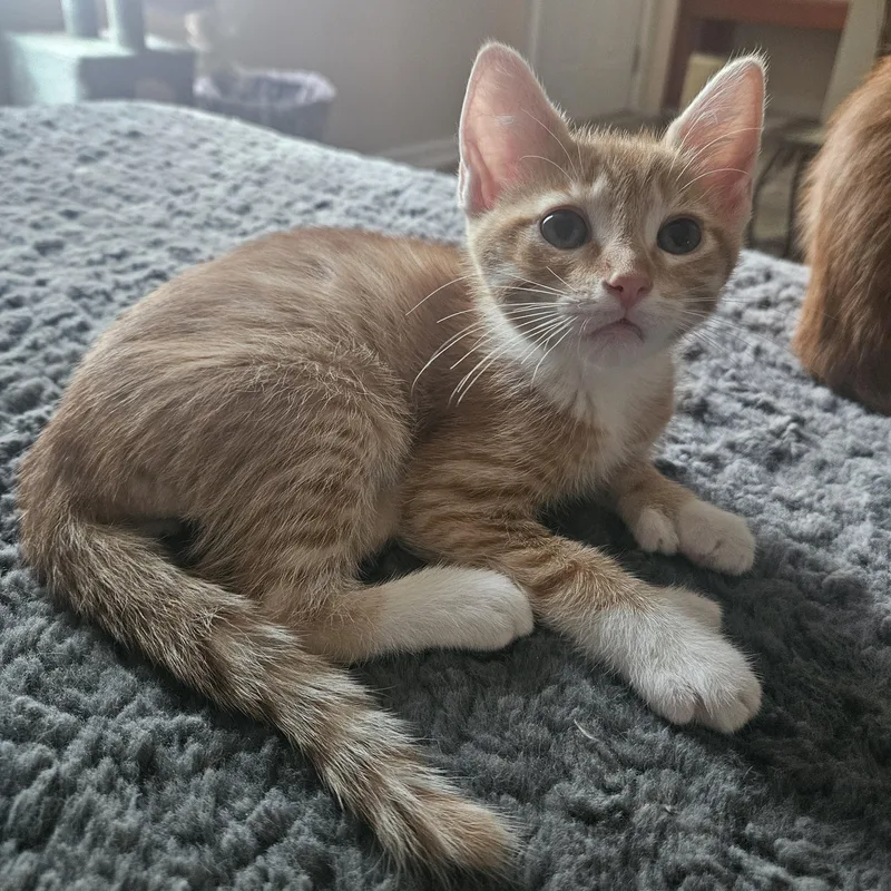 A baby small-sized male Orange & White Domestic Short Hair cat named Tommy for adoption in Milwaukee, WI