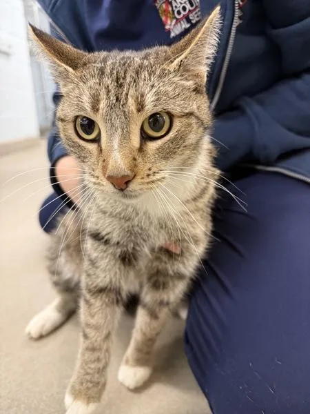 An adult medium-sized female Domestic Short Hair cat named Toscano for adoption in Millersville, MD