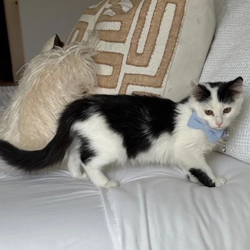 A baby small-sized male Black Domestic Short Hair cat named Jafaar for adoption in Buffalo, MN