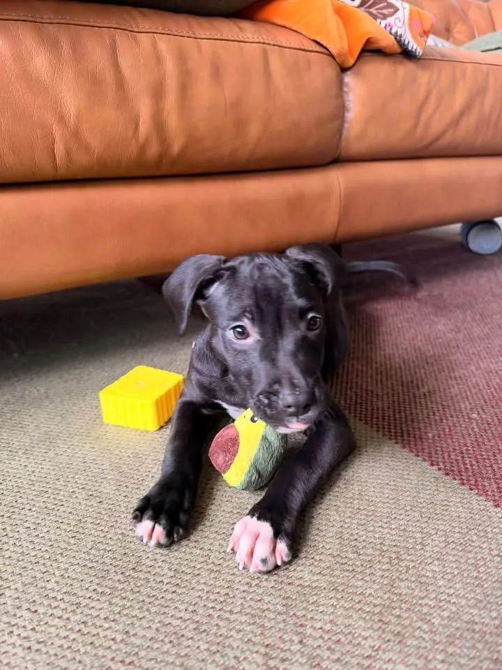A baby large-sized female Labrador Retriever dog named Hocus for adoption in Berlin, NJ