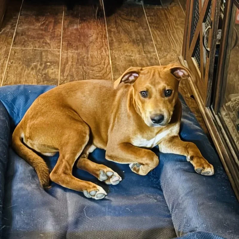 A baby medium-sized male White / Cream American Staffordshire Terrier dog named Cygnus for adoption in Houston, TX