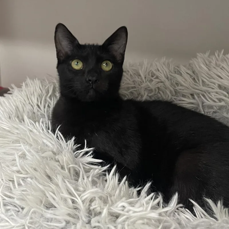 An adult medium-sized female Black Domestic Short Hair cat named Lexi for adoption in Jupiter, FL