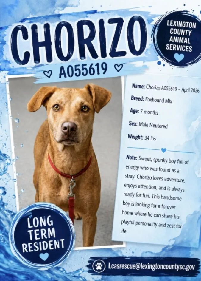 A young medium-sized male Red / Chestnut / Orange Foxhound dog named Chorizo for adoption in Partlow, VA