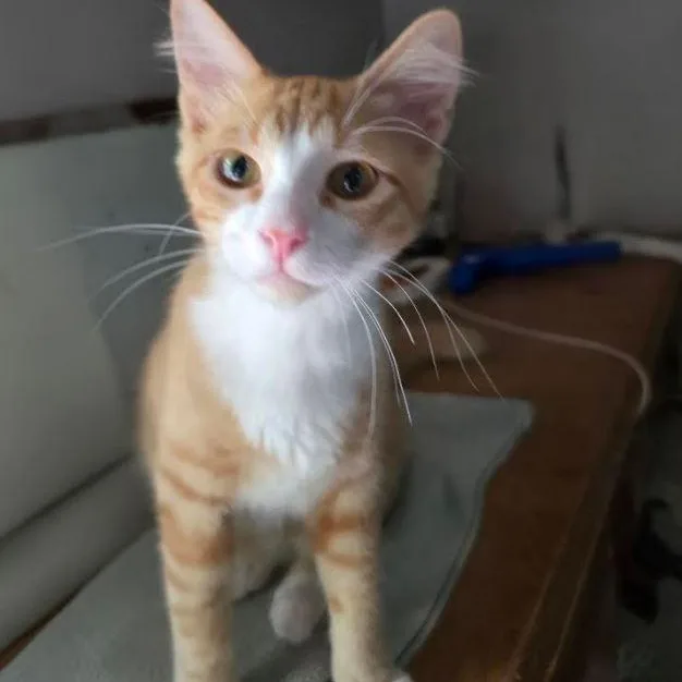 A baby small-sized male American Shorthair cat named Blaze for adoption in Houston, TX