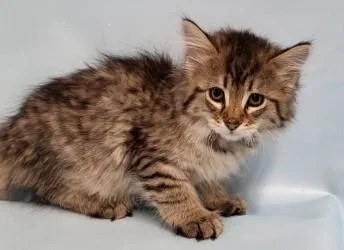 A baby small-sized female Domestic Medium Hair cat named Max for adoption in Golden Valley, MN