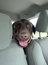 An adult extra large-sized male Brown / Chocolate Labrador Retriever dog named Moose for adoption in Harrisonville, MO