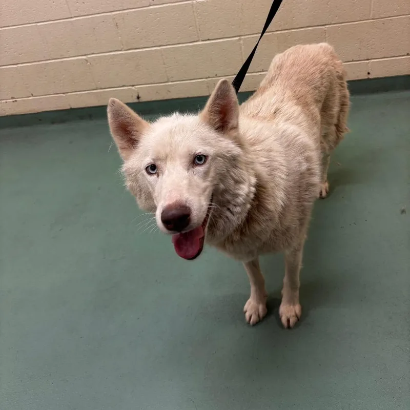 An adult large-sized male White / Cream Mixed Breed dog named Pancake for adoption in Memphis, TN