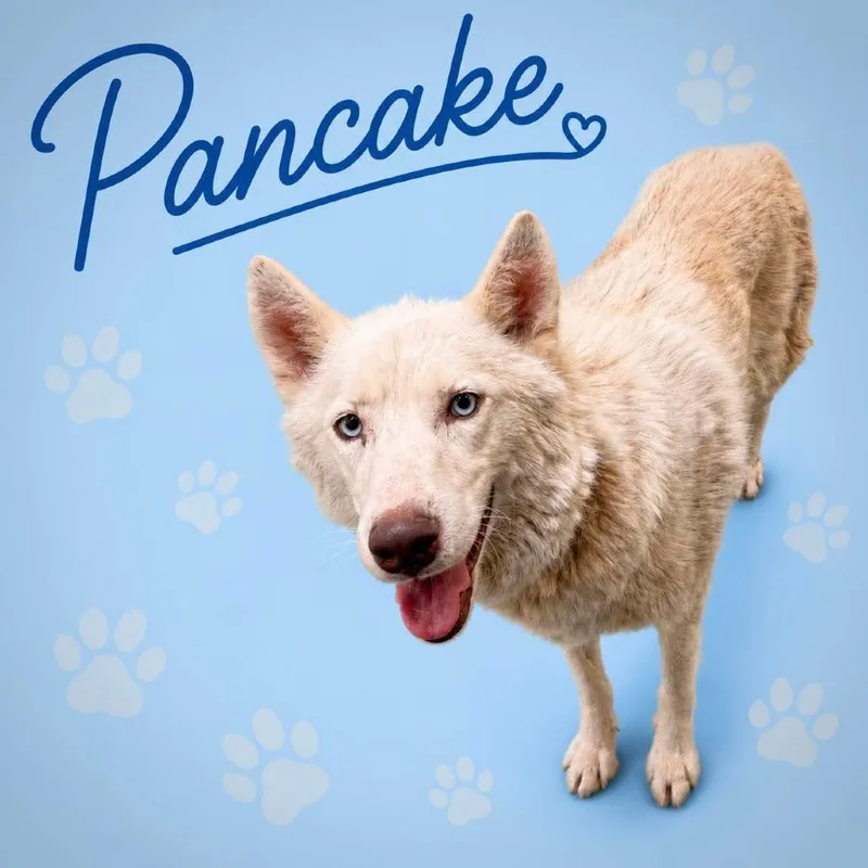 Pancake thumbnail 2