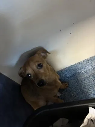 A baby small-sized male Chihuahua dog named Todder for adoption in Kenansville, NC