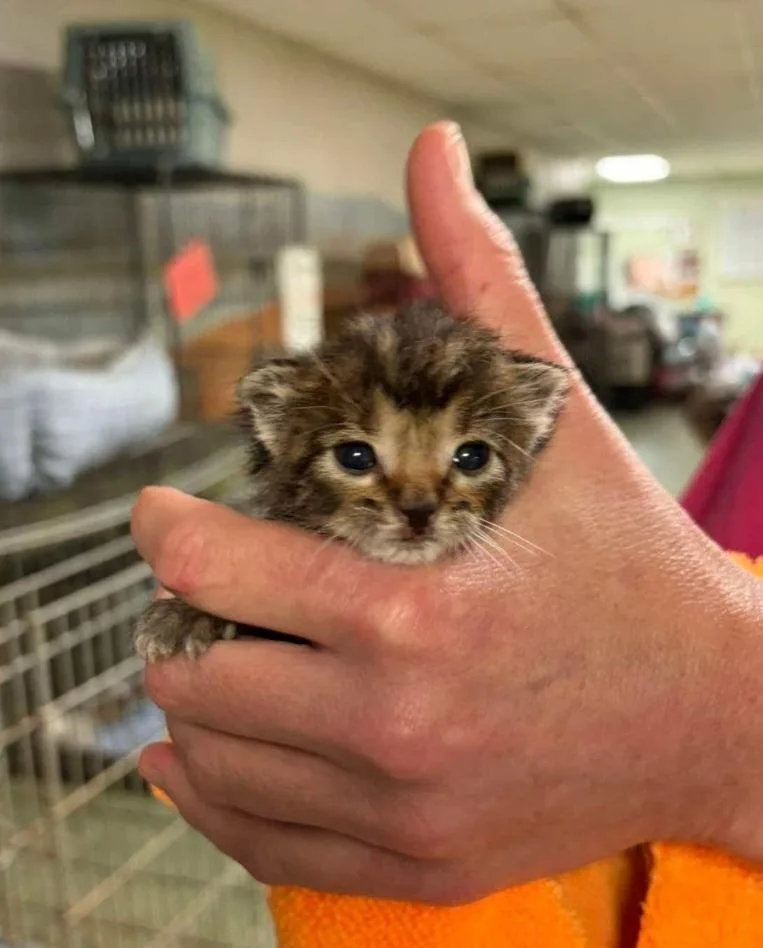 A baby small-sized male Domestic Short Hair cat named Neo for adoption in Ada, OK