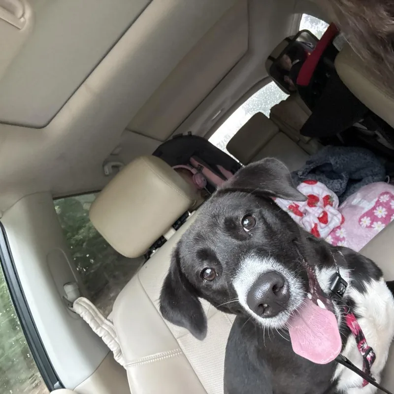 A young medium-sized female Black Mixed Breed dog named Stella for adoption in Walnut Cove, NC