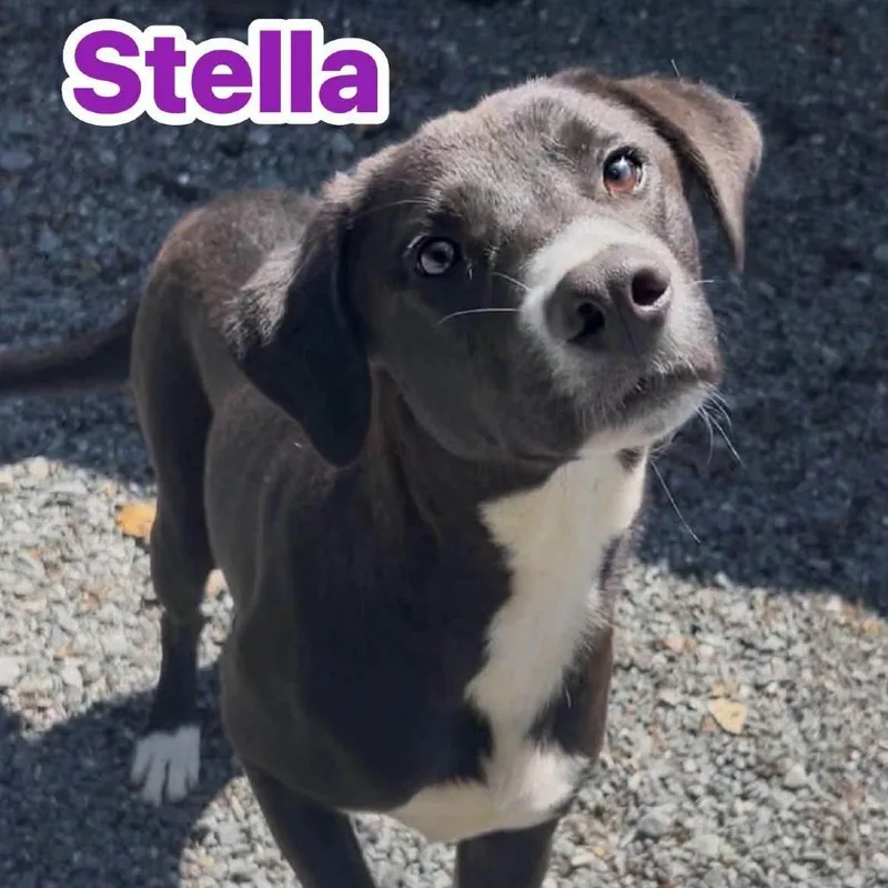 Stella thumbnail 2
