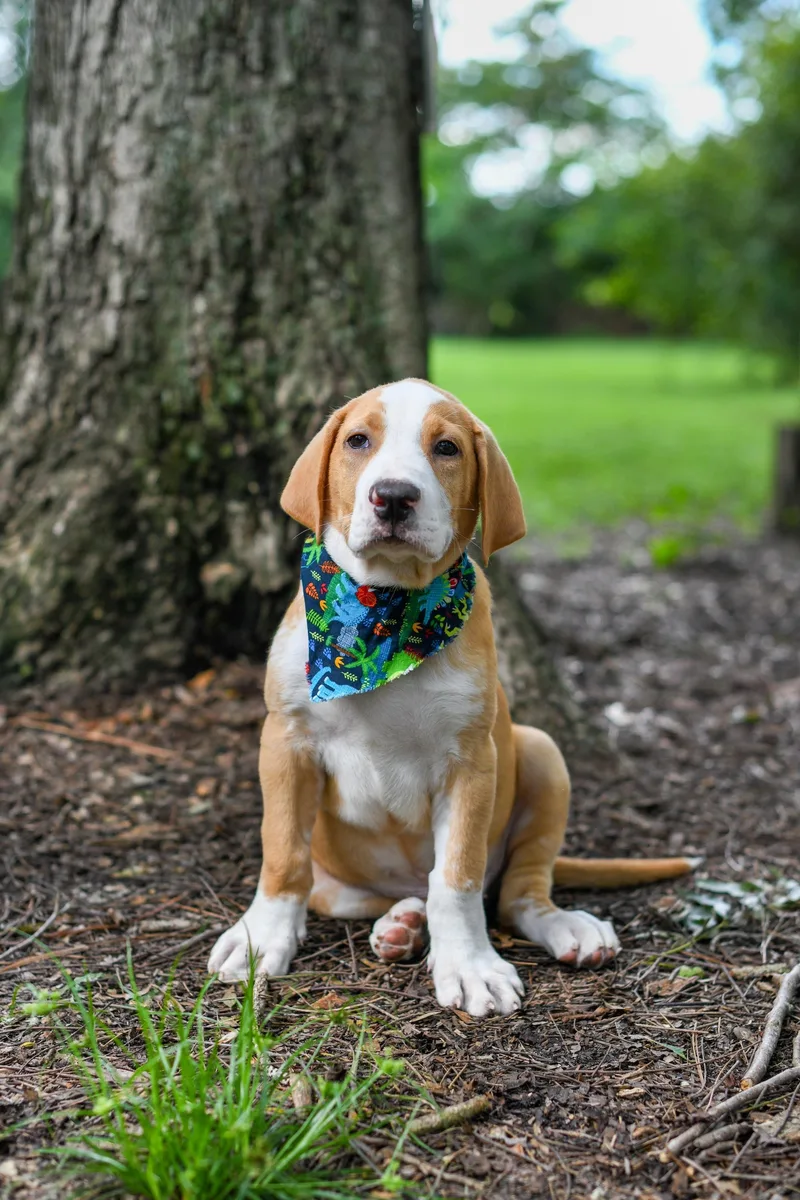 A baby medium-sized male Yellow / Tan / Blond / Fawn Mixed Breed dog named Bowie for adoption in BONIFAY, FL