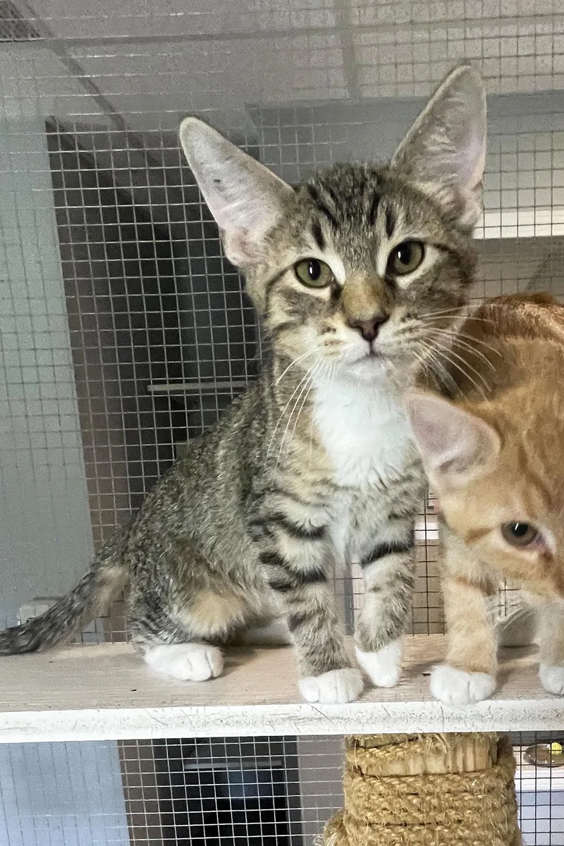 A baby medium-sized male Tabby (Brown / Chocolate) Domestic Short Hair cat named Otter for adoption in Lincoln, NE