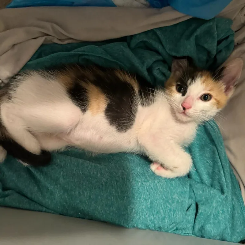 A baby small-sized female Calico Domestic Short Hair cat named Dot for adoption in Long Beach, CA