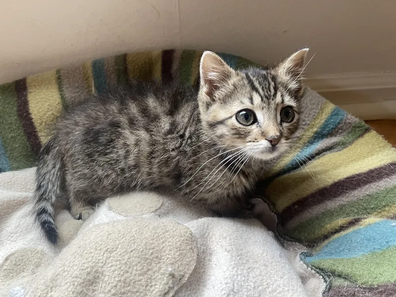 A baby medium-sized male Tabby (Brown / Chocolate) Domestic Short Hair cat named Sènor Maurice for adoption in Nutley, NJ