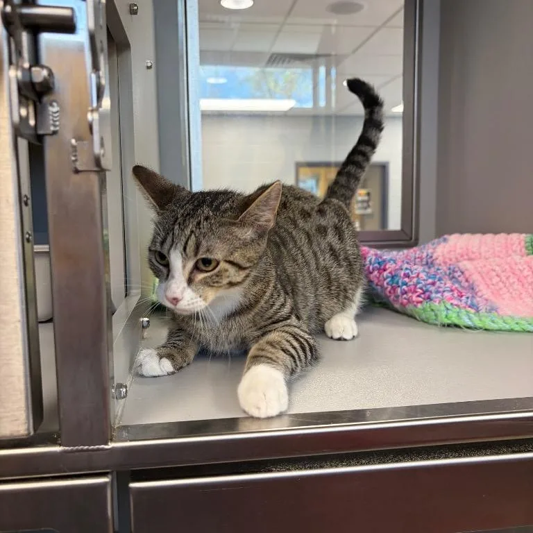 A young medium-sized female Tabby (Buff / Tan / Fawn) Domestic Short Hair cat named Esme for adoption in Nevada, MO