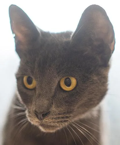 An adult medium-sized female Domestic Short Hair cat named Meowticia for adoption in Encinitas, CA