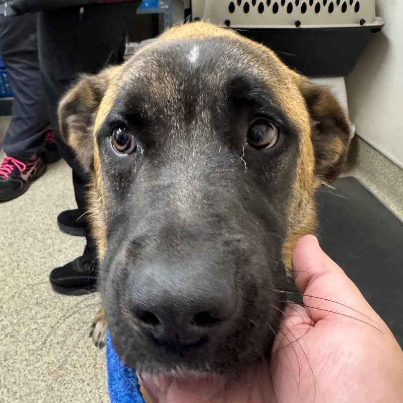An adult large-sized male Sable Mixed Breed dog named Gunther for adoption in Medford, OR
