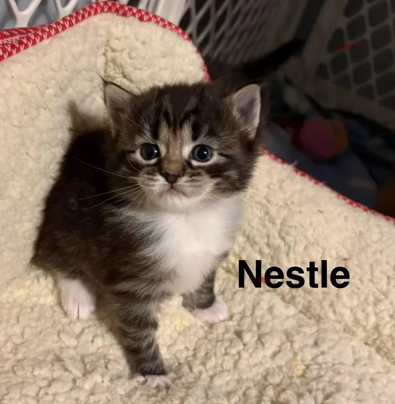 A baby small-sized male Domestic Long Hair cat named Nestle for adoption in Claremore, OK