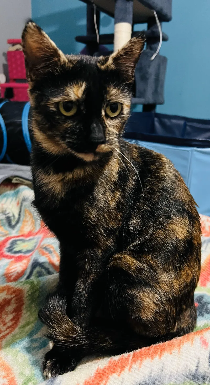 Calli Co thumbnail 2