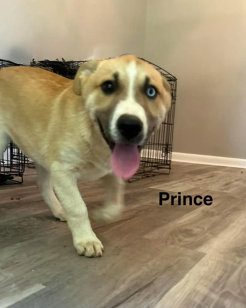 Prince