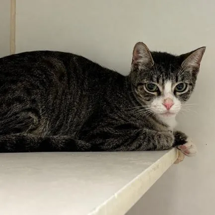 A young medium-sized female Brown / Chocolate Domestic Short Hair cat named Sabrina for adoption in Long Beach, CA