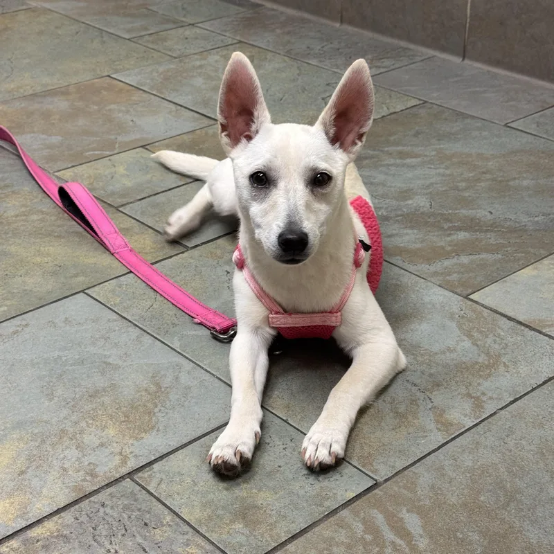 A young small-sized female Apricot / Beige Mixed Breed dog named Sophie for adoption in Watertown, CT