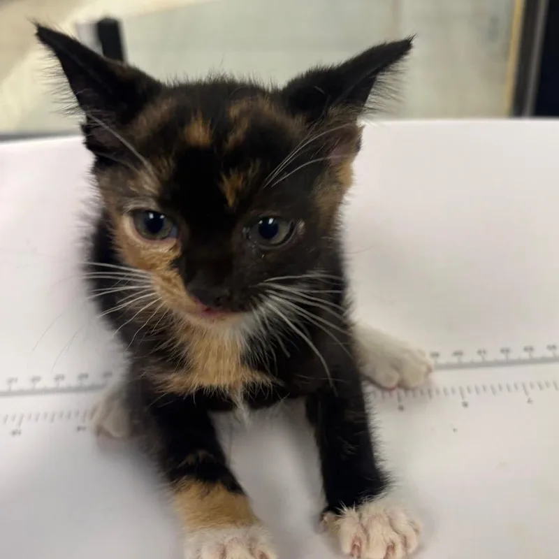 A baby small-sized female Black Domestic Short Hair cat named Fractious Raelyn for adoption in Columbiana, AL