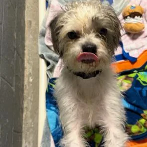 A young small-sized male Terrier dog named Hoagie D for adoption in Lebanon, TN