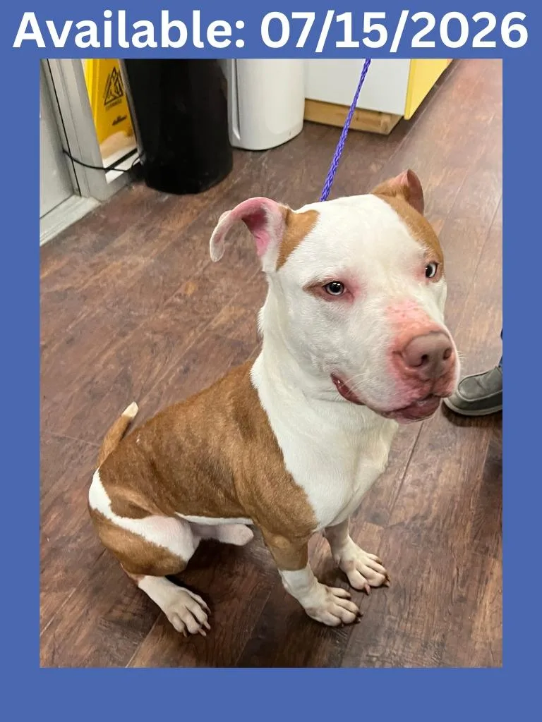 An adult medium-sized male Pit Bull Terrier dog named Dog Kennel  King for adoption in Greenville, TX