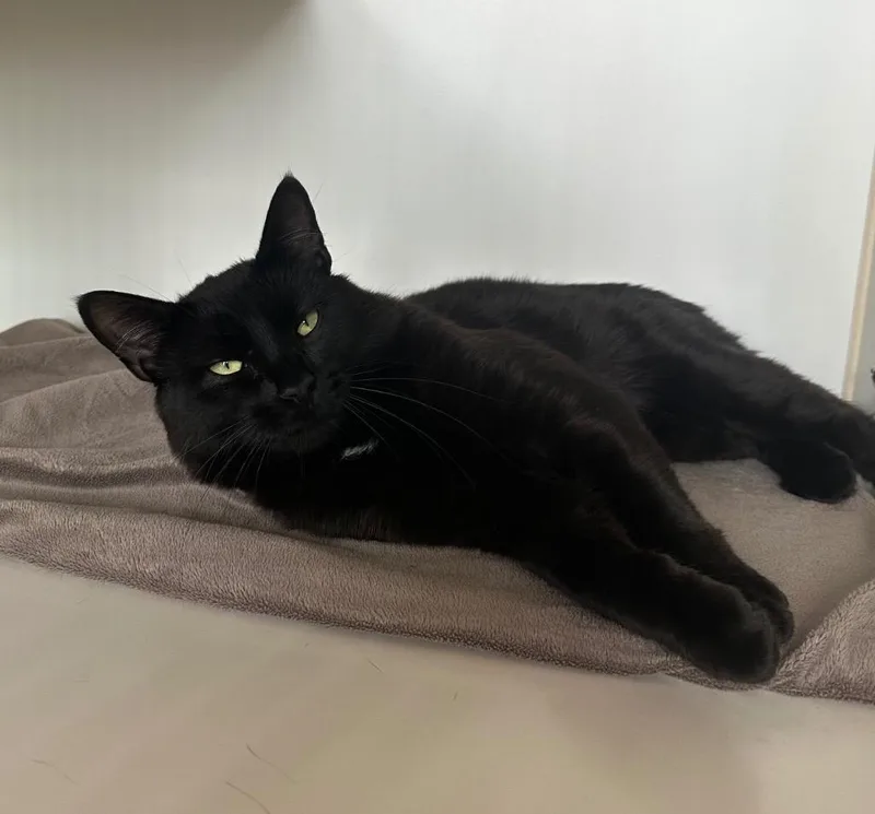 A baby medium-sized male Domestic Short Hair cat named Raivox for adoption in Newberg, OR