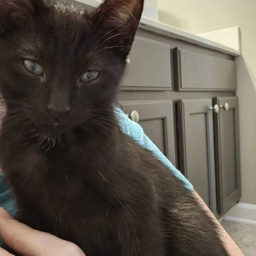 A baby small-sized male Black Domestic Short Hair cat named Walnut for adoption in Fishers, IN
