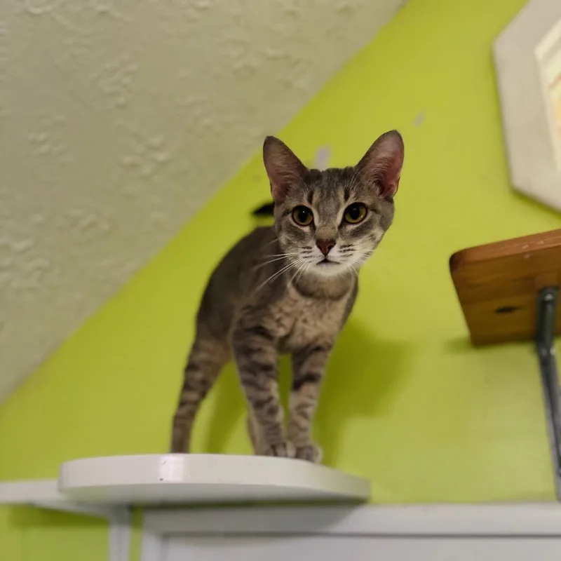 A young medium-sized female Gray / Blue / Silver Domestic Short Hair cat named Twizzler for adoption in Brownsboro, AL