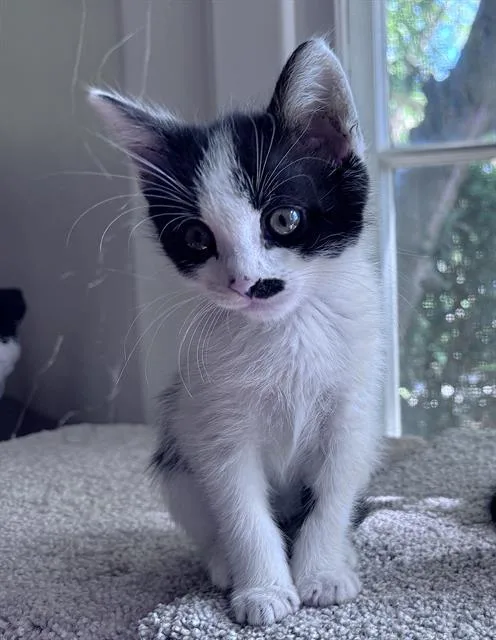 A baby small-sized male Domestic Short Hair cat named Domingo for adoption in Sacramento, CA