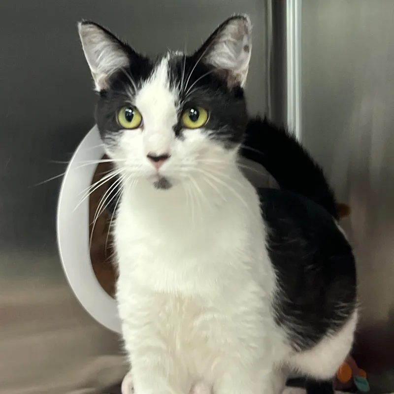An adult medium-sized female Domestic Short Hair cat named Mouse for adoption in Mount Pleasant, MI