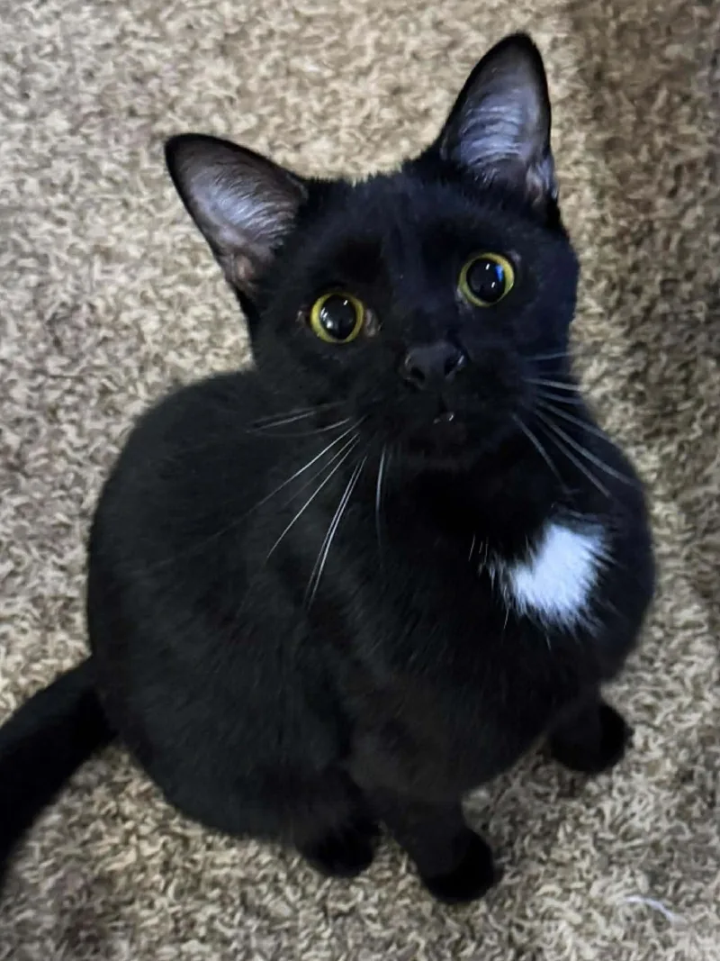 A young medium-sized female Black Domestic Short Hair cat named Mindy for adoption in Sioux Falls, SD